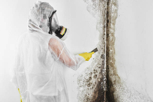 Best Residential Mold Remediation in St Clair, MO